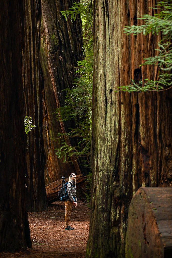 Woman photographer with camera backpack and tripod in redwood forest.
